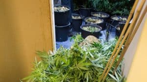Ook hennepkwekerij in woning Hippolytushoef