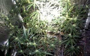 Burgemeester Van Dam sluit drugswoning in Hippolytushoef