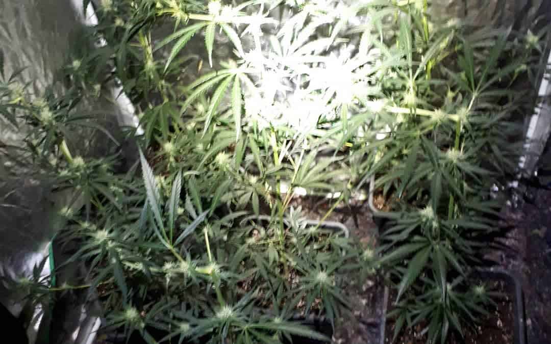 Burgemeester Van Dam sluit drugswoning in Hippolytushoef