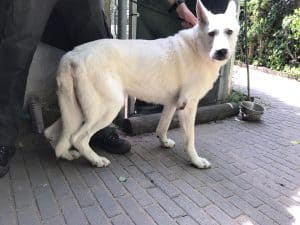 Dierenpolitie neemt hond in beslag