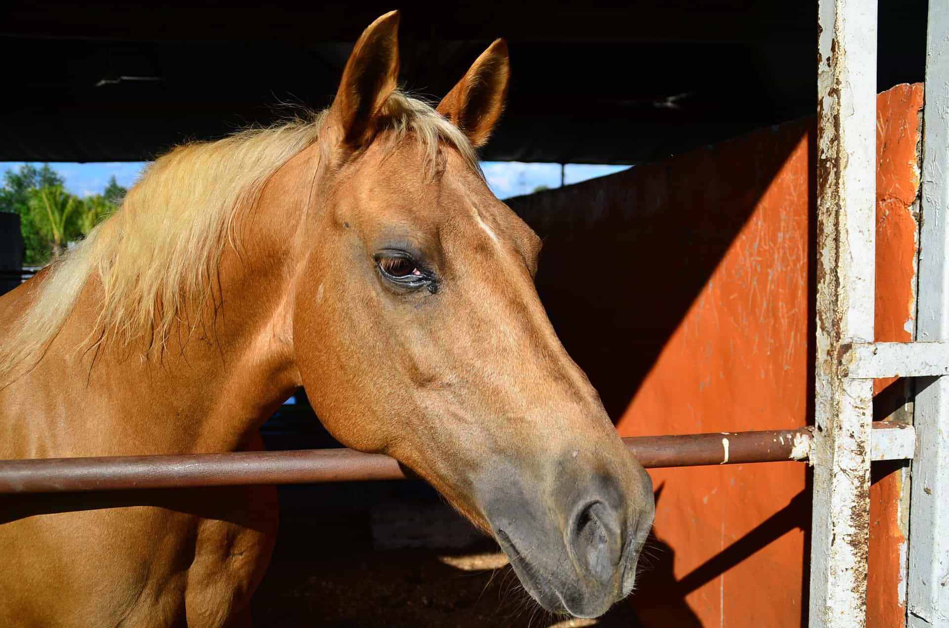 Ruiterpad door Donkere Duinen nog niet van de baan