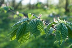 Regionale samenwerking moet iepziekte in de kiem smoren