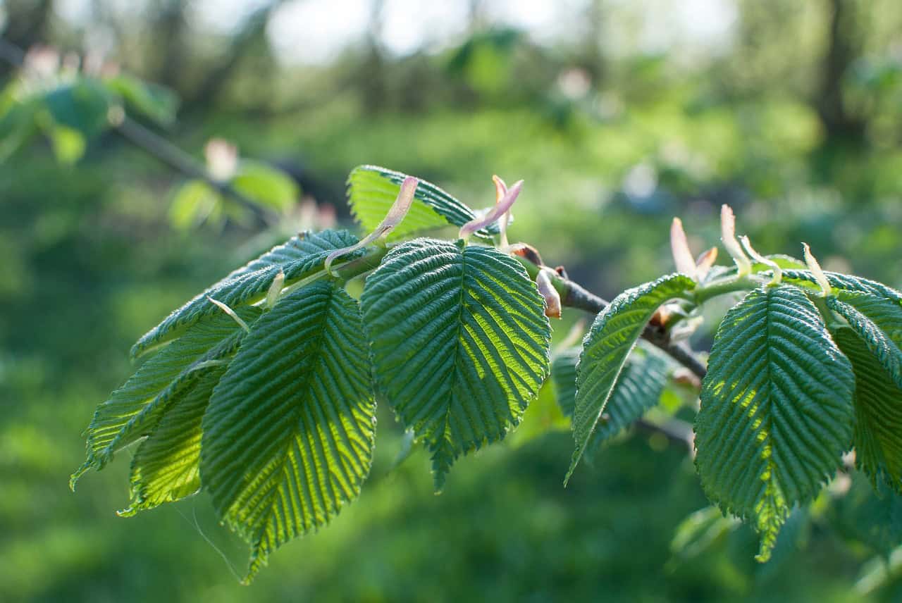 Regionale samenwerking moet iepziekte in de kiem smoren