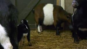 Babyboom bij De Helderse Vallei (video)