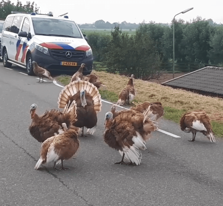 Boete voor eigenaar loslopende kalkoenen