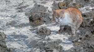 Telefoon roodgloeiend bij dierenambulance om kat in sloot, maar Kees kan gewoon zwemmen