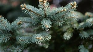 Weer meer kerstbomen ingeleverd in Hollands Kroon