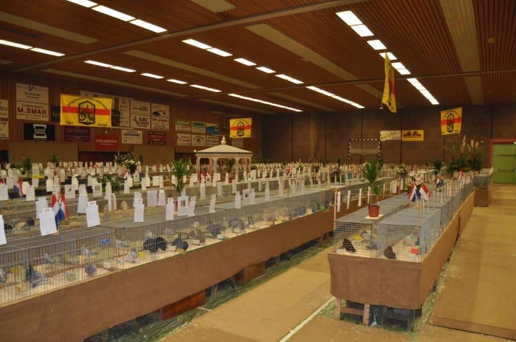 Grote kleindiertentoonstelling in Winkel