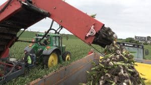 Knoflookteler kan eindelijk beginnen met oogst (video)
