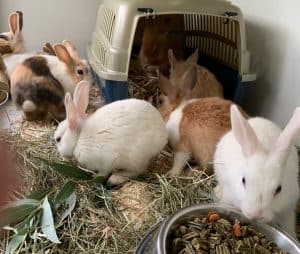 Jonge konijntjes gedumpt