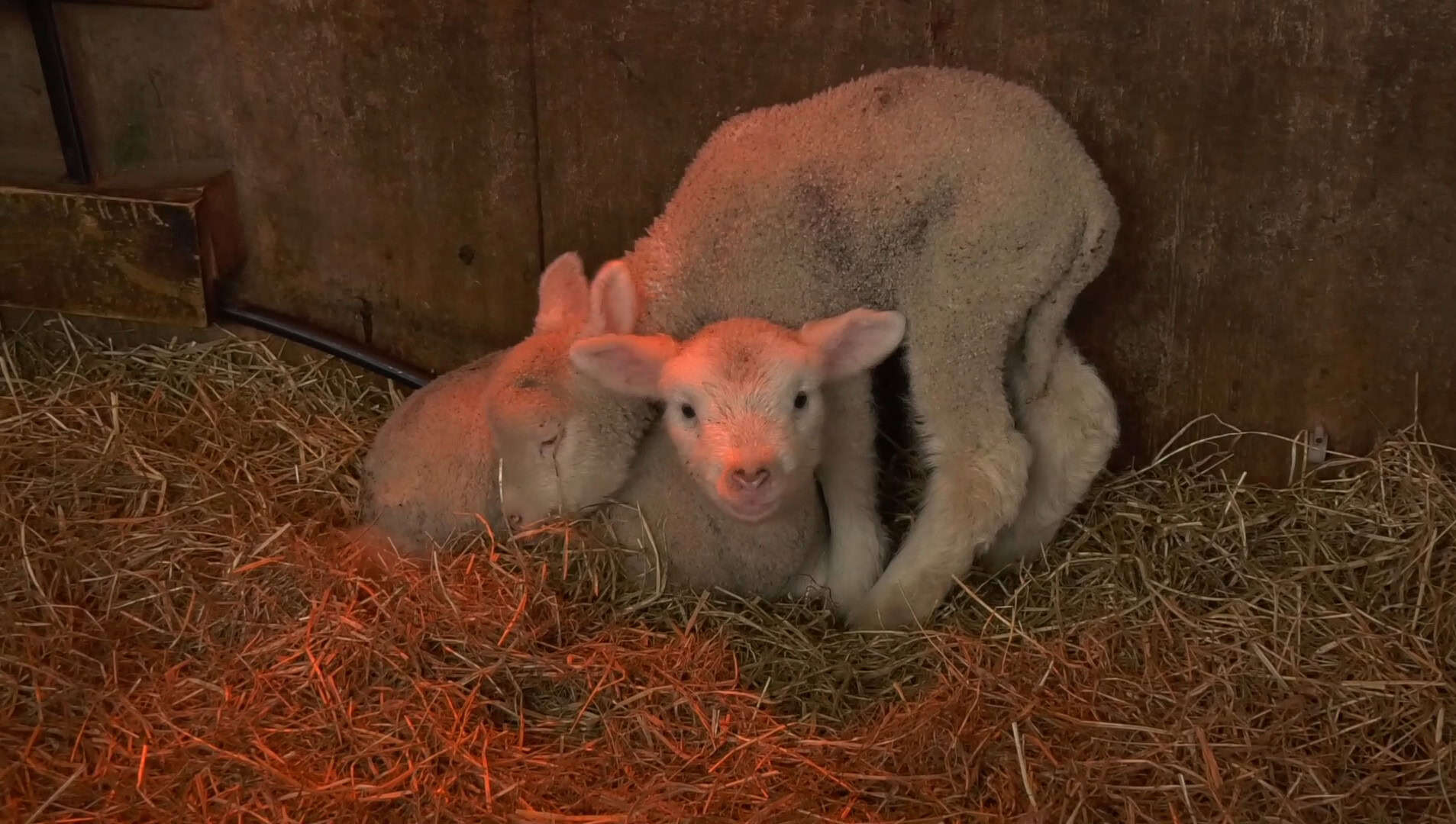 Dartelende lammetjes op de weilanden van Texel (video)