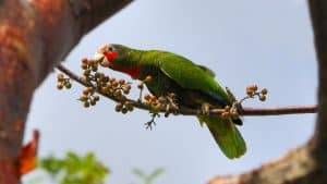 Lezing van vogelwerkgroep in Helderse Vallei