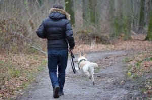 VVD stelt hondenbezitters gerust: Geen algehele aanlijnplicht