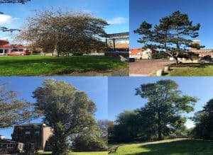 Lijst van monumentale bomen in Den Helder
