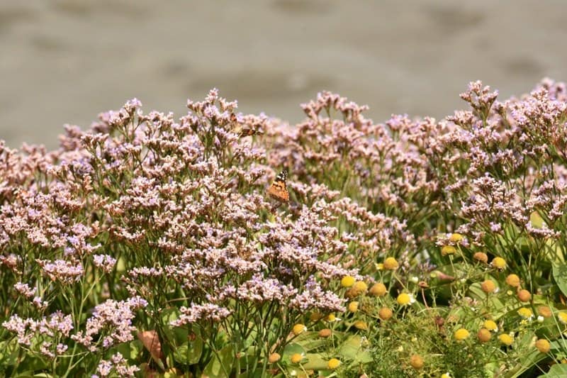 Zoute Plantenexcursie Westerland