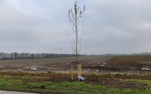 Volop bomenplant in Hollands Kroon