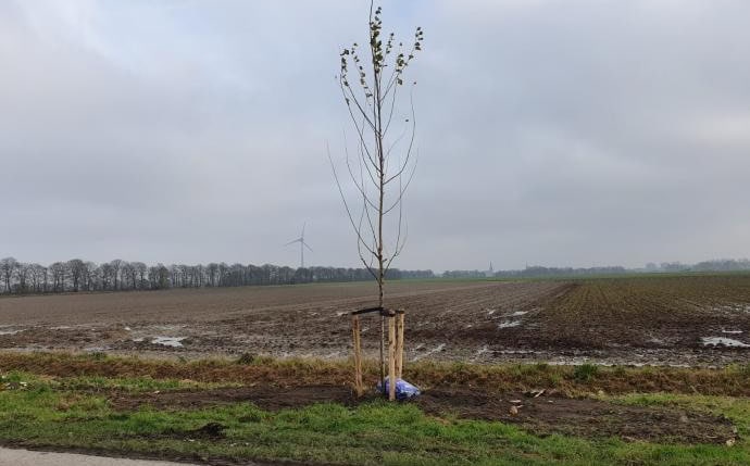 Volop bomenplant in Hollands Kroon