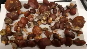 Helderse chef-kok betrapt op illegaal plukken
