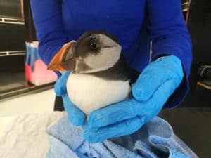 Papegaaiduiker weer vrijgelaten