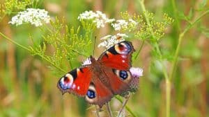 Doe mee met de landelijke tuinvlindertelling