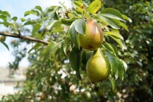 Oude koelkast in bezit? Lever hem in en ontvang vijf perenbomen