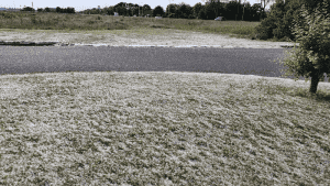 Pluizenoverlast in Wieringerwerf, klacht bij Rijkswaterstaat