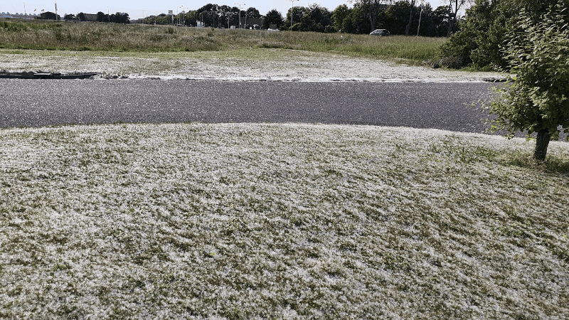 Pluizenoverlast in Wieringerwerf, klacht bij Rijkswaterstaat