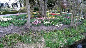 Poldertuin staat in bloei (video)