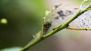 Eikenprocessierups aangetroffen in Hollands Kroon