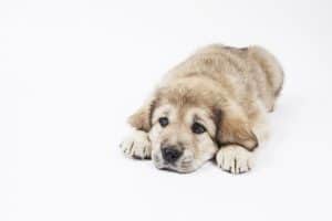 Opvoeding hond net zo zwaar als opvoeding kind