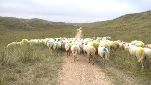 Kudde schapen trekt langs de Helderse duinen (video)