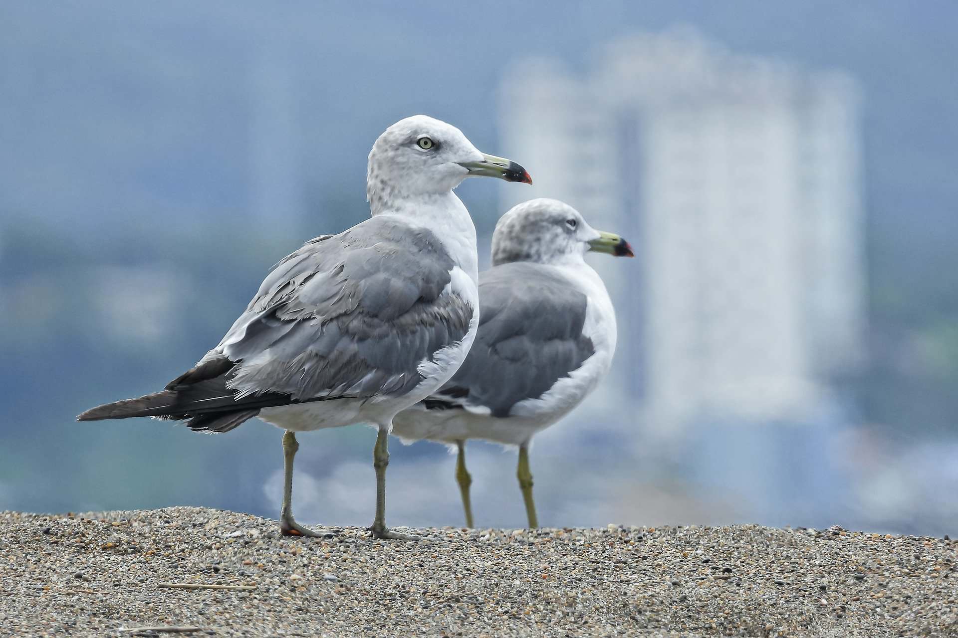 Wie vult vragenlijst in over Waddengebied?