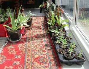 Stekjesverkoop van kamer- en tuinplantjes