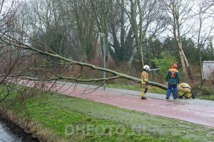 Vijftig Helderse bomen geveld door de storm