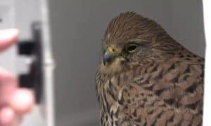 Vogelasiel druk met verkleumde dieren: “Moeilijk muisjes te vinden” (video)
