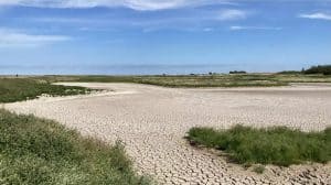 Trekvogels lijden honger door droogte, geen druppel water meer in natuurgebieden
