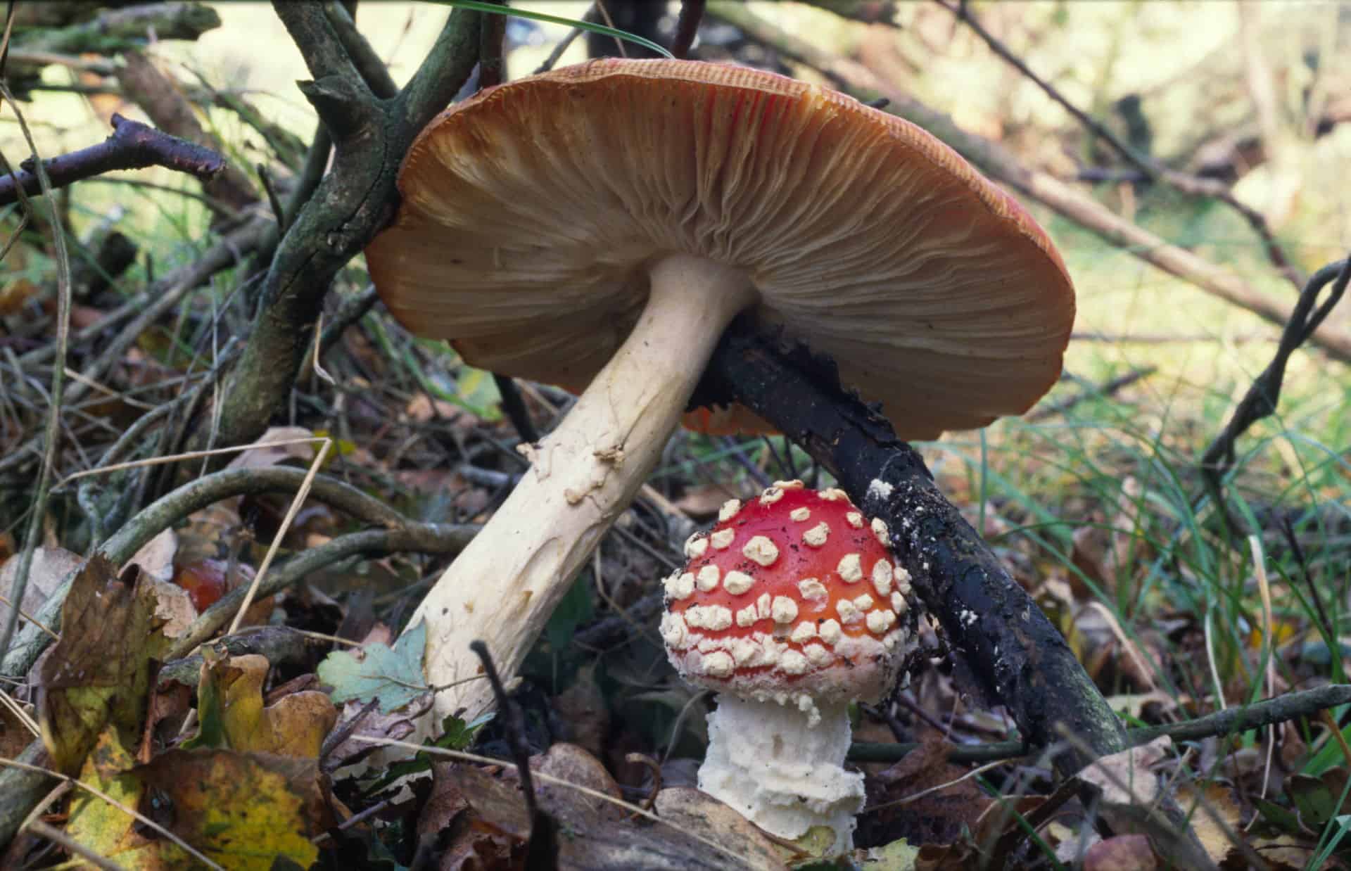 Paddenstoelen zoeken in de Donkere Duinen