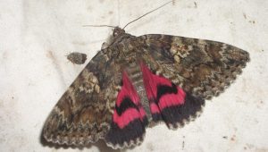 Op zoek naar Nachtvlinders in Eendenkooi ‘t Zand