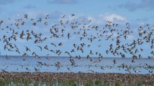 Lezing vogeltrek in de Helderse Vallei