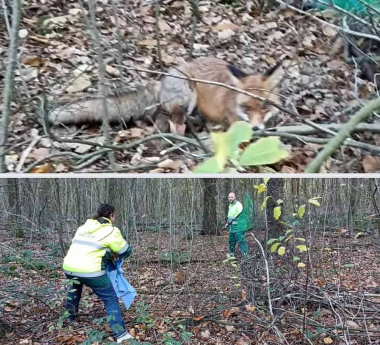 Verzwakte vos aangetroffen in Robbenoordbos
