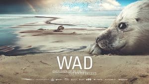 WADfilm live in de Kampanje met Noordpool Orkest