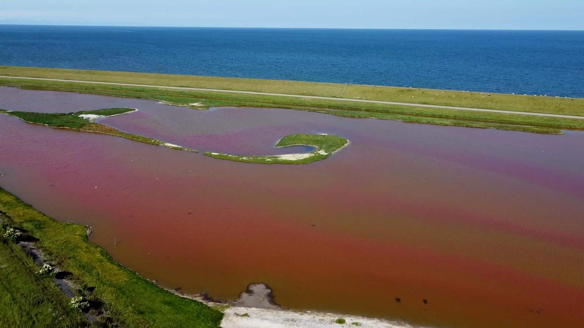 Het water kleurt weer roze op Texel (video)