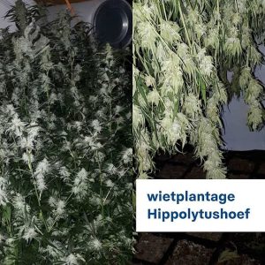 Hennepplantage ontmanteld in Hippolytushoef