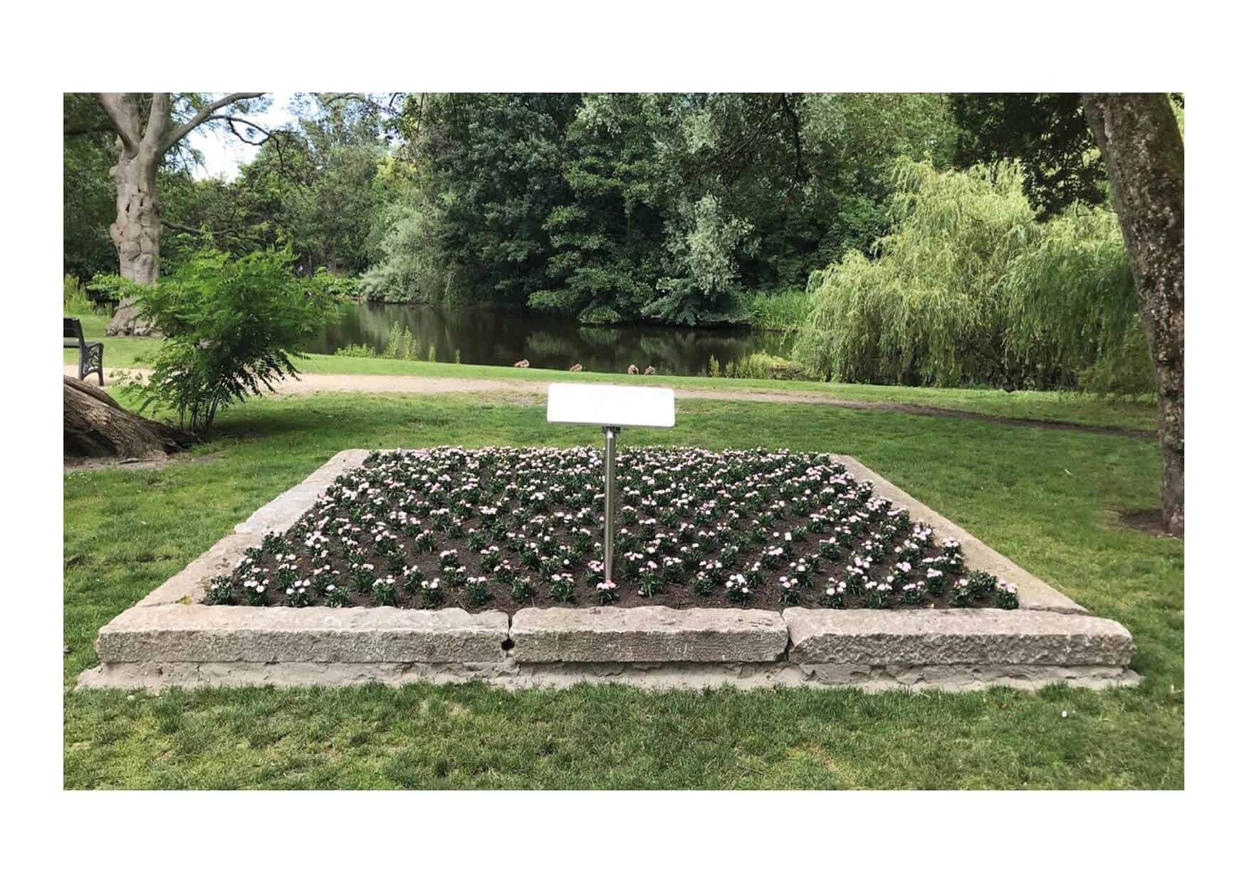 Witte Anjerperkje voor veteranen in Hollands Kroon