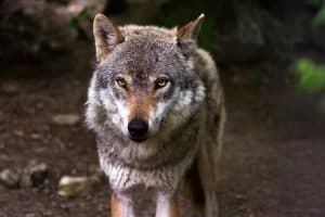 CDA wil preventieve maatregelen tegen wolven