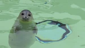 Geboorteseizoen grijze zeehonden in aantocht, wat te doen? (video)