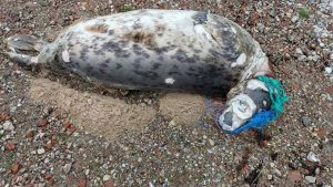 Zeehondje bezwijkt door visnet om nek
