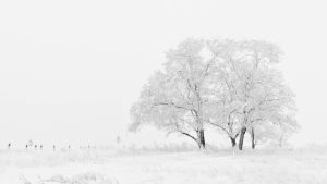 Winterfair in Breezand