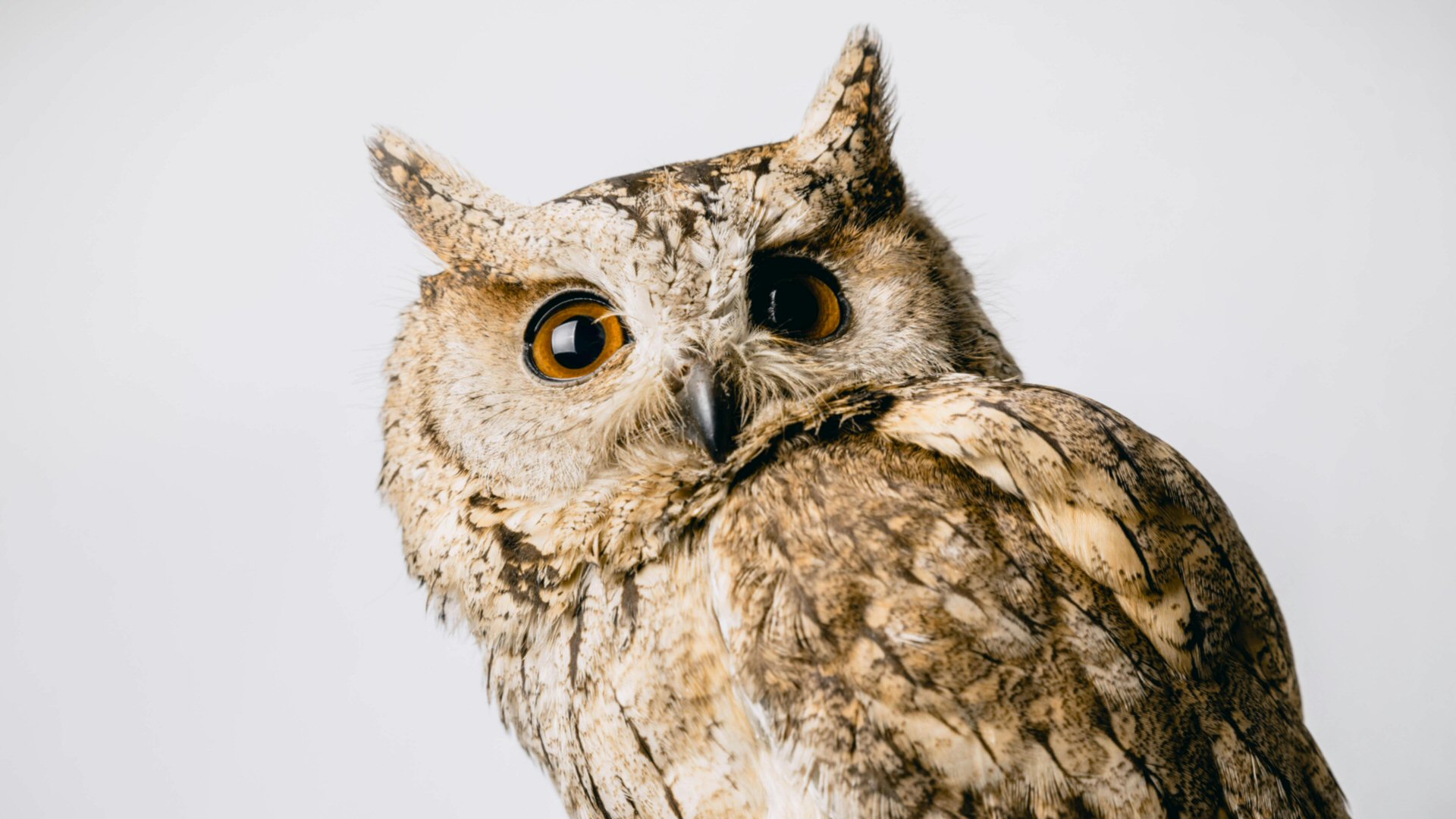 ATJ Owls komen naar kringloopwinkel de Wieringer Schatkamer