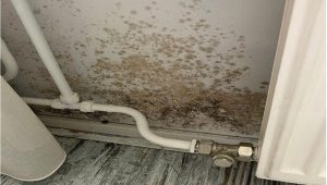 SP om tafel met Woningstichting Den Helder om schimmelwoningen